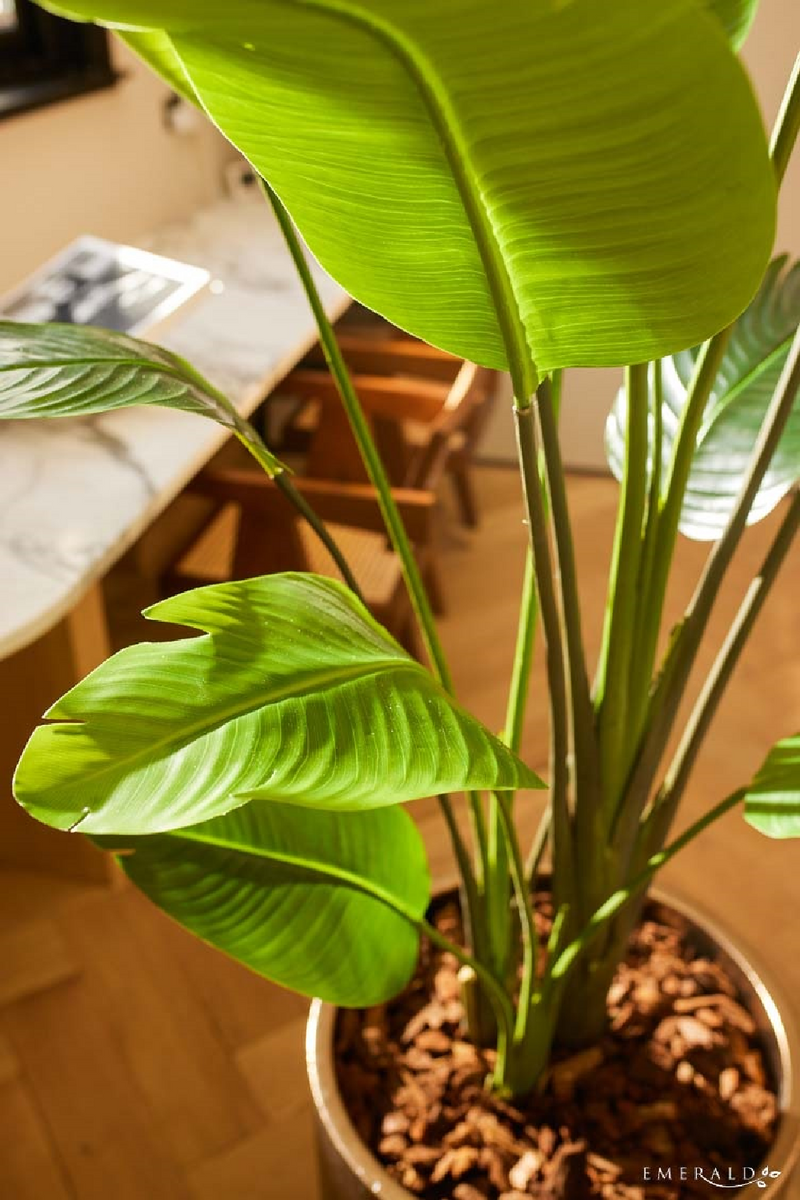 Faux Bird of Paradise Plant Set (2) | Emerald Strelitzia | Eichholtzmiami.com