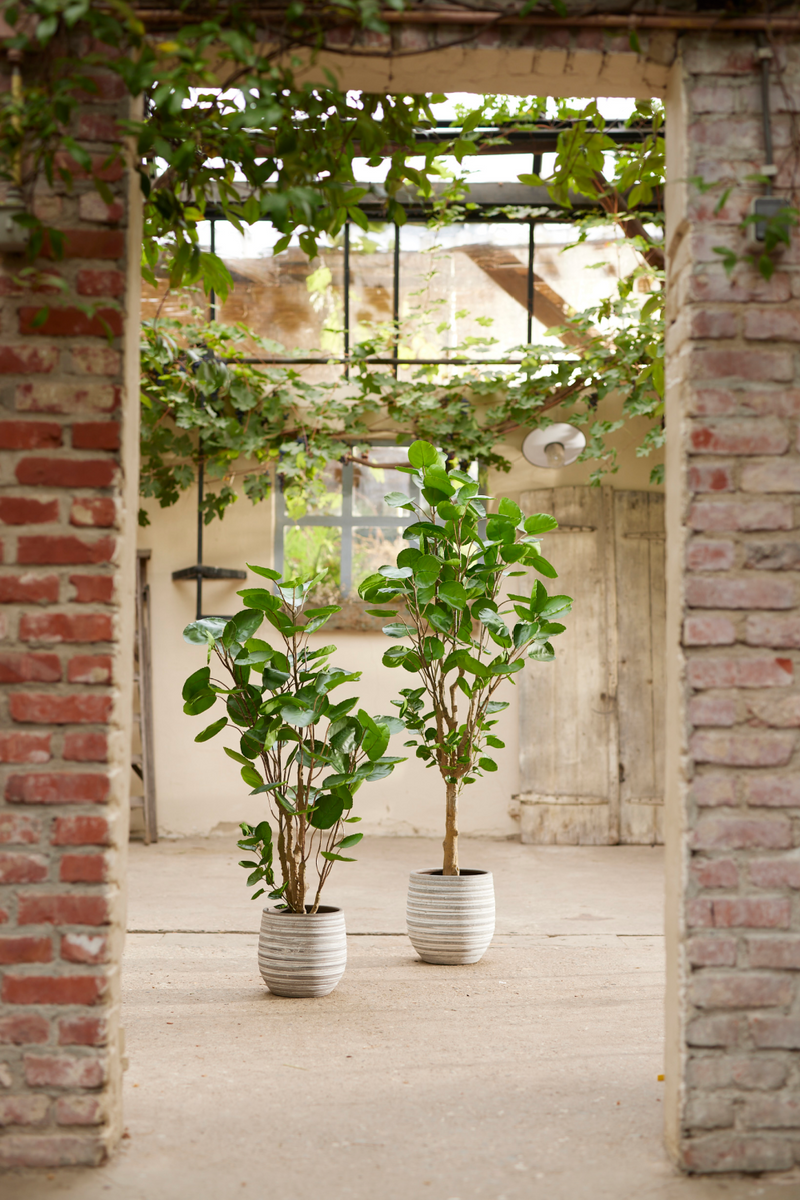 Artificial Dicot Dwarf Tree | Emerald Polyscias | Eichholtzmiami.com