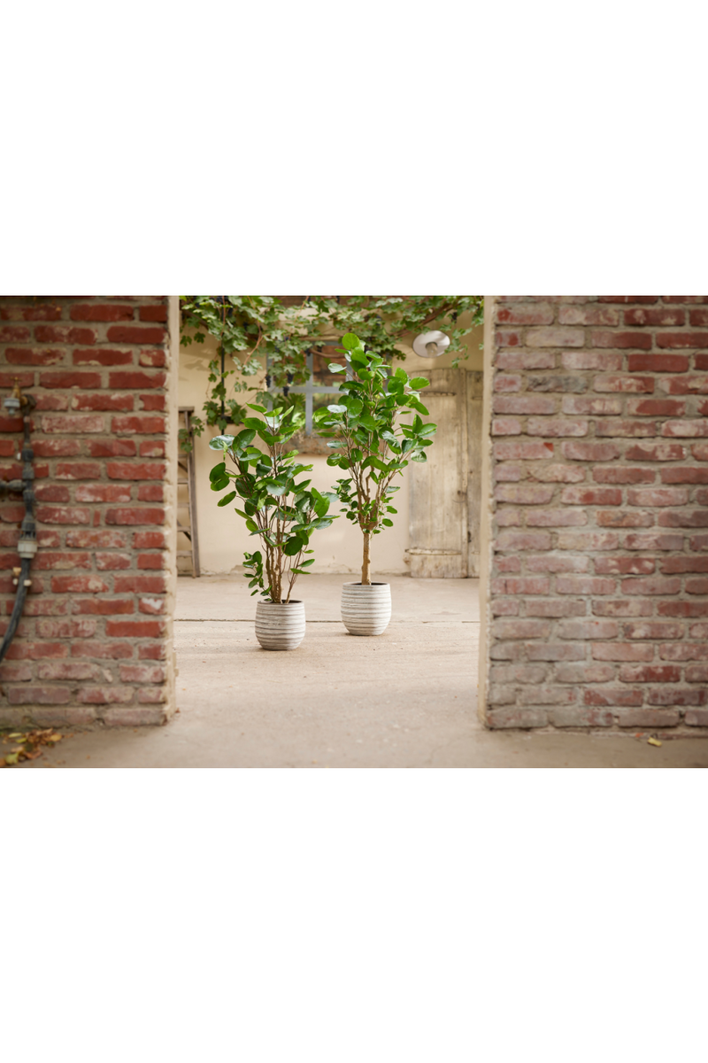 Artificial Dicot Dwarf Tree | Emerald Polyscias | Eichholtzmiami.com