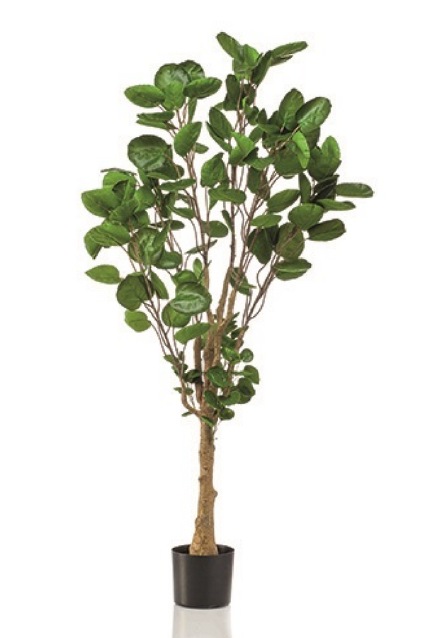 Artificial Dicot Dwarf Tree | Emerald Polyscias | Eichholtzmiami.com